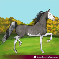 Horse Color:Grullo Splash Rabicano