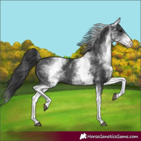 Horse Color:White Spotted Black