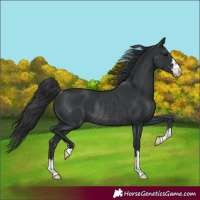 Horse Color:Black Rabicano