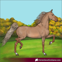 Horse Color:Red Dun 