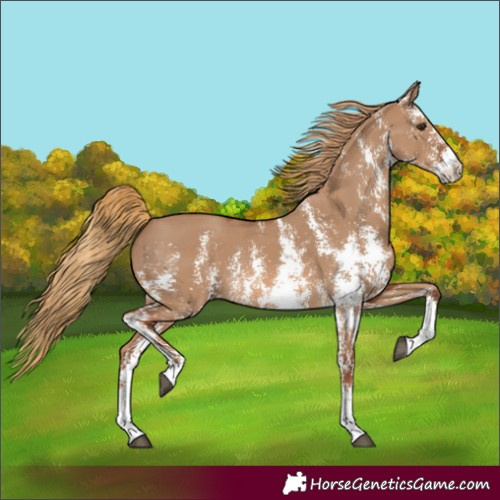 Horse Color:Red Dun Sabino 