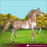 Horse Color:Red Dun Sabino