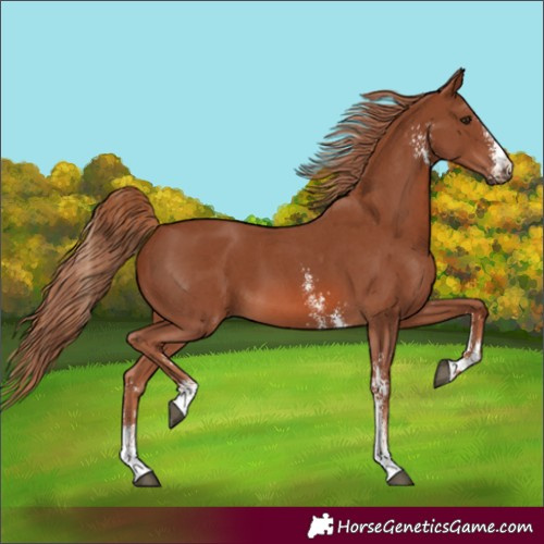 Horse Color:Chestnut Sabino