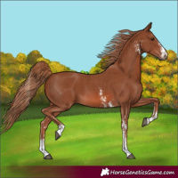 Horse Color:Chestnut Sabino 