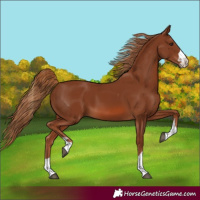 Horse Color:Chestnut Rabicano 