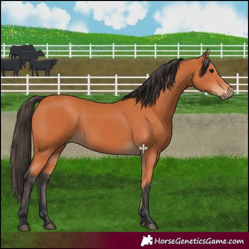 Horse Color:Bay 