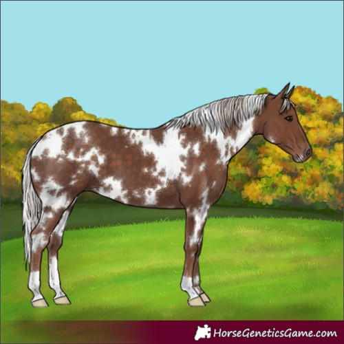Horse Color:White Spotted Silver Black 