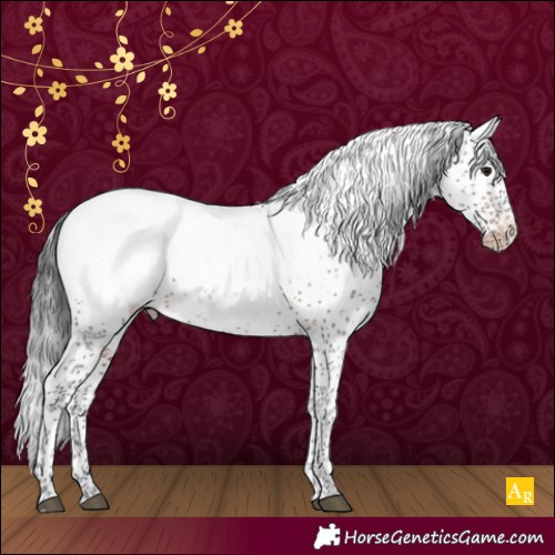 Horse Color:Brown Sabino Appaloosa Rabicano 