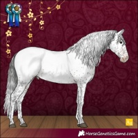 Horse Color:Brown Sabino Appaloosa Rabicano 