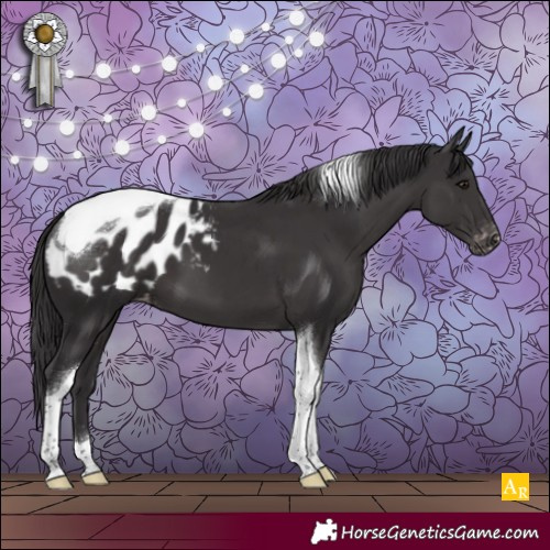 Horse Color:Smoky Black Tobiano Appaloosa