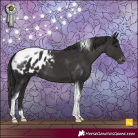 Horse Color:Smoky Black Tobiano Appaloosa