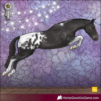 Horse Color:Smoky Black Tobiano Appaloosa 