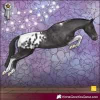 Horse Color:Smoky Black Tobiano Appaloosa