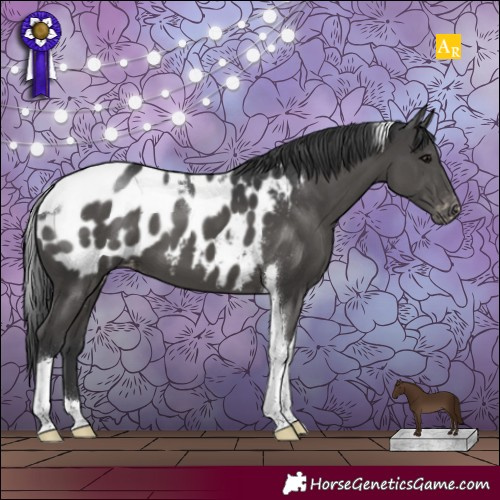 Horse Color:Black Tobiano Appaloosa 