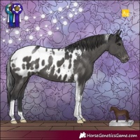 Horse Color:Black Tobiano Appaloosa 