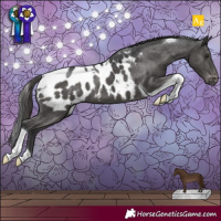 Horse Color:Black Tobiano Appaloosa
