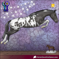 Horse Color:Black Tobiano Appaloosa