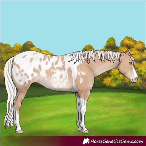 Horse Color:Silver Classic Champagne Tobiano Appaloosa Rabicano