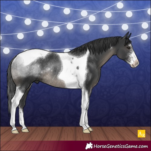 Horse Color:Black Sabino Tobiano Rabicano 