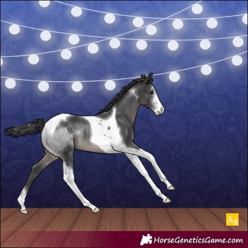 Horse Color:Black Sabino Tobiano Rabicano 