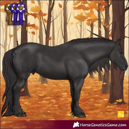 Horse Color:Smoky Black 
