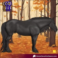 Horse Color:Smoky Black 