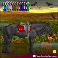 Horse Color:Smoky Black