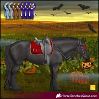 Horse Color:Smoky Black 