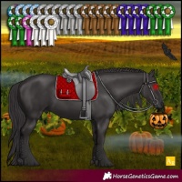 Horse Color:Smoky Black