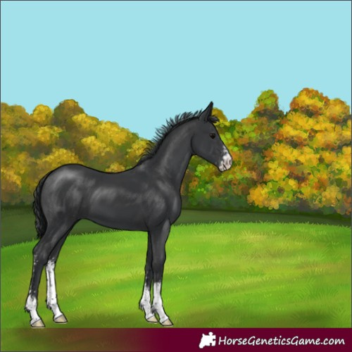 Horse Color:Black Sabino 