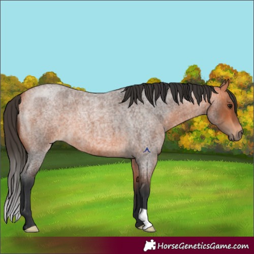 Horse Color:Bay Roan 
