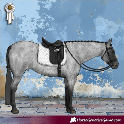 Horse Color:Blue Roan Skewed Appaloosa 