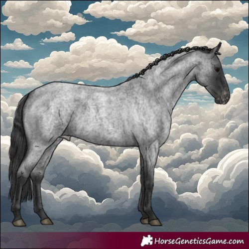 Horse Color:Blue Roan Skewed Appaloosa 