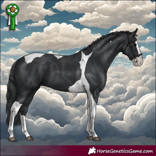 Horse Color:Black Splash Tobiano 