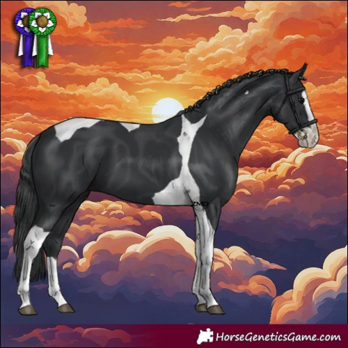 Horse Color:Black Splash Tobiano 