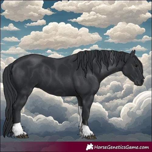 Horse Color:Black Tobiano 