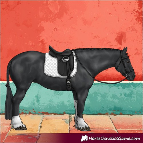 Horse Color:Black Tobiano 