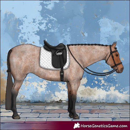 Horse Color:Bay Roan 