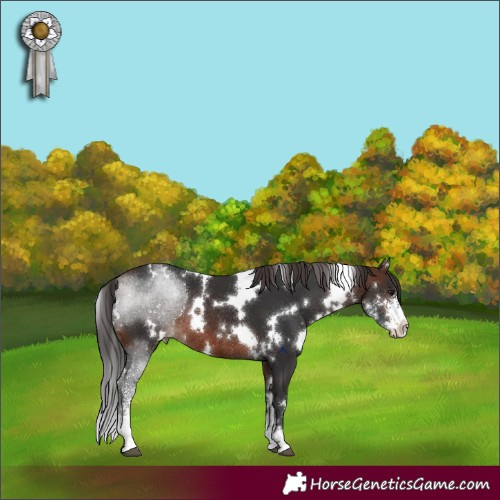 Horse Color:White Spotted Brown Sabino Appaloosa Rabicano 