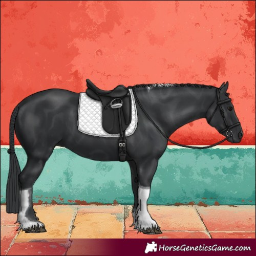 Horse Color:Black Tobiano 