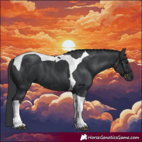 Horse Color:Black Tobiano 