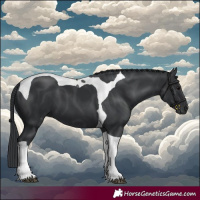 Horse Color:Black Tobiano