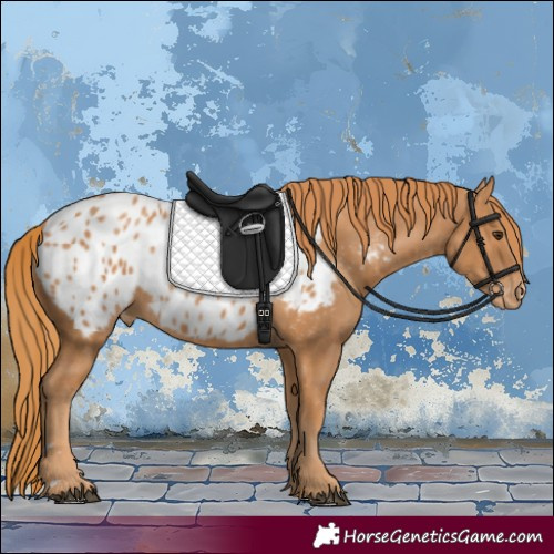 Horse Color:Chestnut Appaloosa 