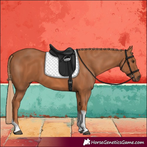 Horse Color:Chestnut Tobiano 