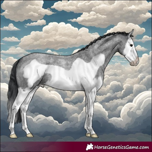 Horse Color:Blue Roan Splash Frame
