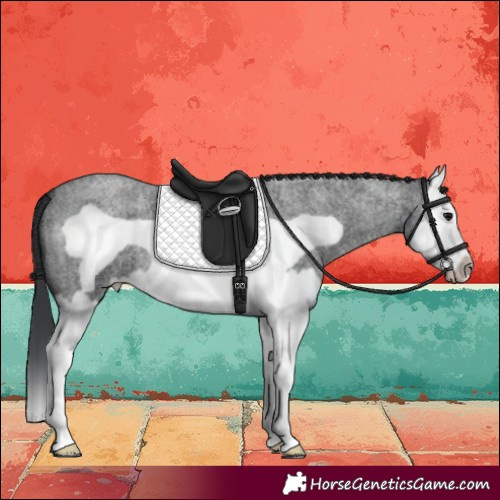 Horse Color:Blue Roan Splash Frame 