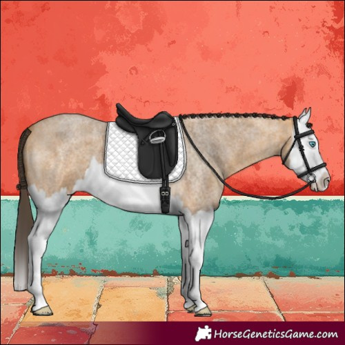 Horse Color:Buckskin Roan Splash 