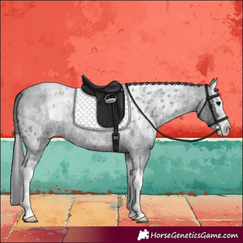Horse Color:Blue Roan Splash Skewed Appaloosa 