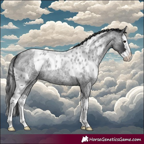 Horse Color:Blue Roan Splash Skewed Appaloosa 