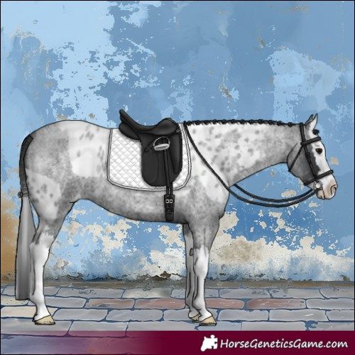 Horse Color:Blue Roan Splash Skewed Appaloosa 
